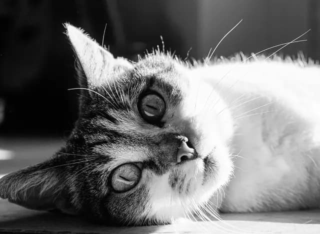 Guide d'Achat : Meilleur Kit de Sécurité pour Maison avec Animaux