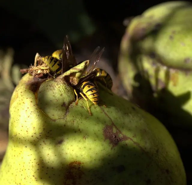 Mejores alimentos para aumentar la energía
